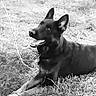 animal, black_and_white, black_dog, canine, companion, dog, ears_up, friendly, fur, grass, happy, laying_down, monochrome, muzzle, nature, outdoor, panting, pet, relaxed, tongue