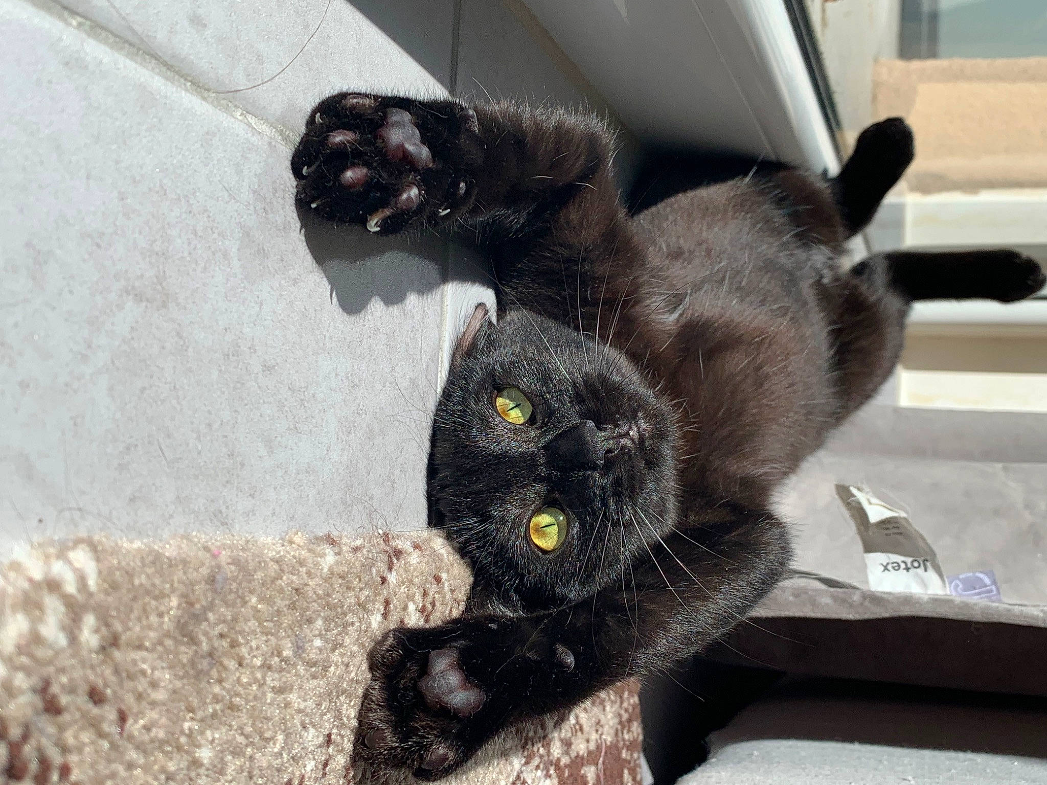 Donna a rejoint le concours — aidez-le/la à gagner de superbes lots ! black_cat, bombay, canidae, carnivore, cat, claw, comfort, dog_breed, domestic_short_haired_cat, felidae, fur, grey, paw, small_to_medium_sized_cats, snout, sporting_group, stuffed_toy, tail, terrestrial_animal, whiskers