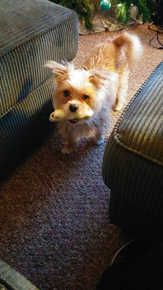 Lilith joined the competition — help win amazing prizes! carnivore, companion_dog, couch, dog, dog_breed, dog_supply, fawn, flooring, fur, pomeranian, small_terrier, spitz, sporting_group, tail, terrestrial_animal, terrier, toy_dog, whiskers, wood, working_animal