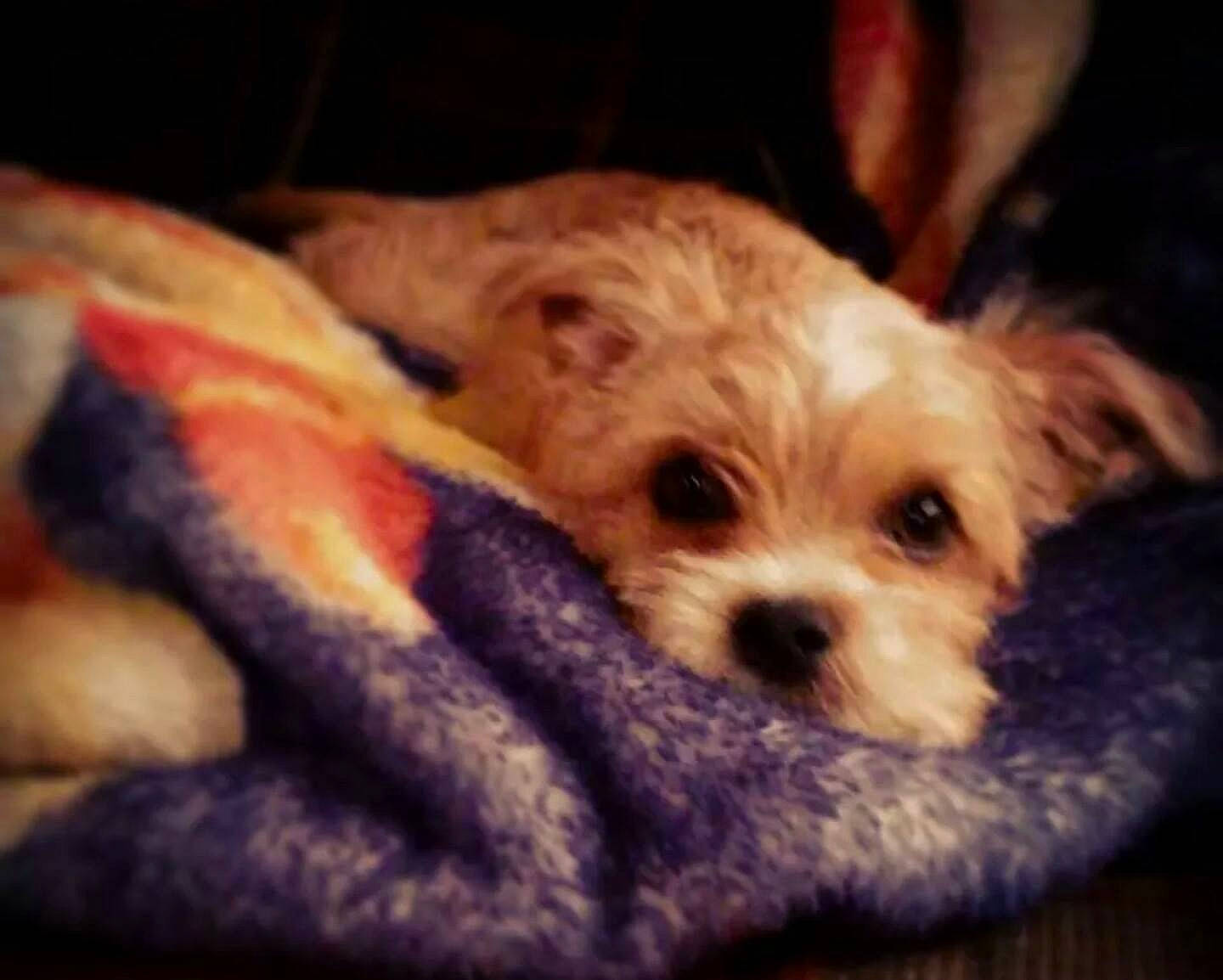 Lilith joined the competition — help win amazing prizes! canidae, carnivore, cloud, comfort, companion_dog, dog, dog_breed, dog_clothes, dog_supply, fur, puppy_love, shih_poo, small_terrier, snout, sporting_group, terrestrial_animal, terrier, toy, toy_dog, working_animal