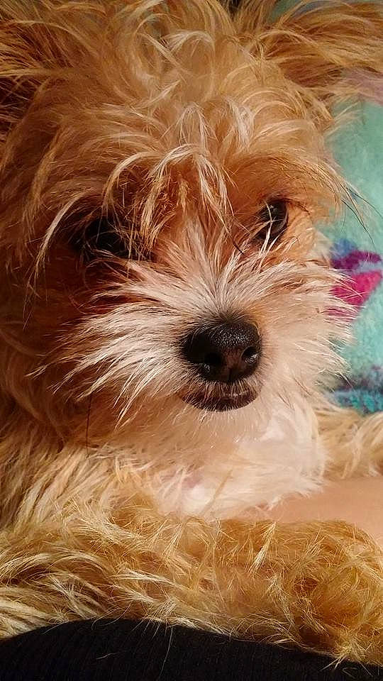 Lilith joined the competition — help win amazing prizes! biewer_terrier, canidae, carnivore, close_up, companion_dog, dog, dog_breed, fur, liver, maltepoo, non_sporting_group, puppy, small_terrier, snout, sporting_group, terrestrial_animal, terrier, toy_dog, working_animal, yorkipoo