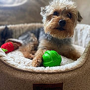 Reggie joined the competition — help win amazing prizes! dog, pet_bed, toy, green_toy, red_toy, small_dog, fur, paw, cozy, plush, indoor, blurred_background, animal, cute, relaxed, comfort, lying_down, close_up, brown_fur, black_nose