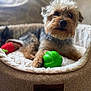 dog, pet_bed, toy, green_toy, red_toy, small_dog, fur, paw, cozy, plush, indoor, blurred_background, animal, cute, relaxed, comfort, lying_down, close_up, brown_fur, black_nose