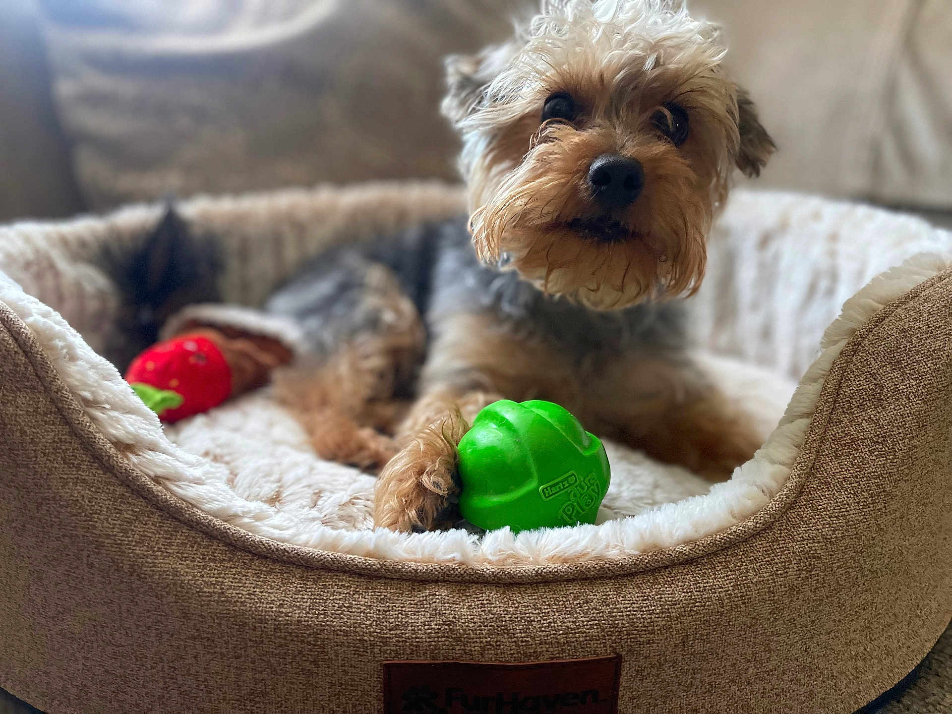 Reggie joined the competition — help win amazing prizes! dog, pet_bed, toy, green_toy, red_toy, small_dog, fur, paw, cozy, plush, indoor, blurred_background, animal, cute, relaxed, comfort, lying_down, close_up, brown_fur, black_nose