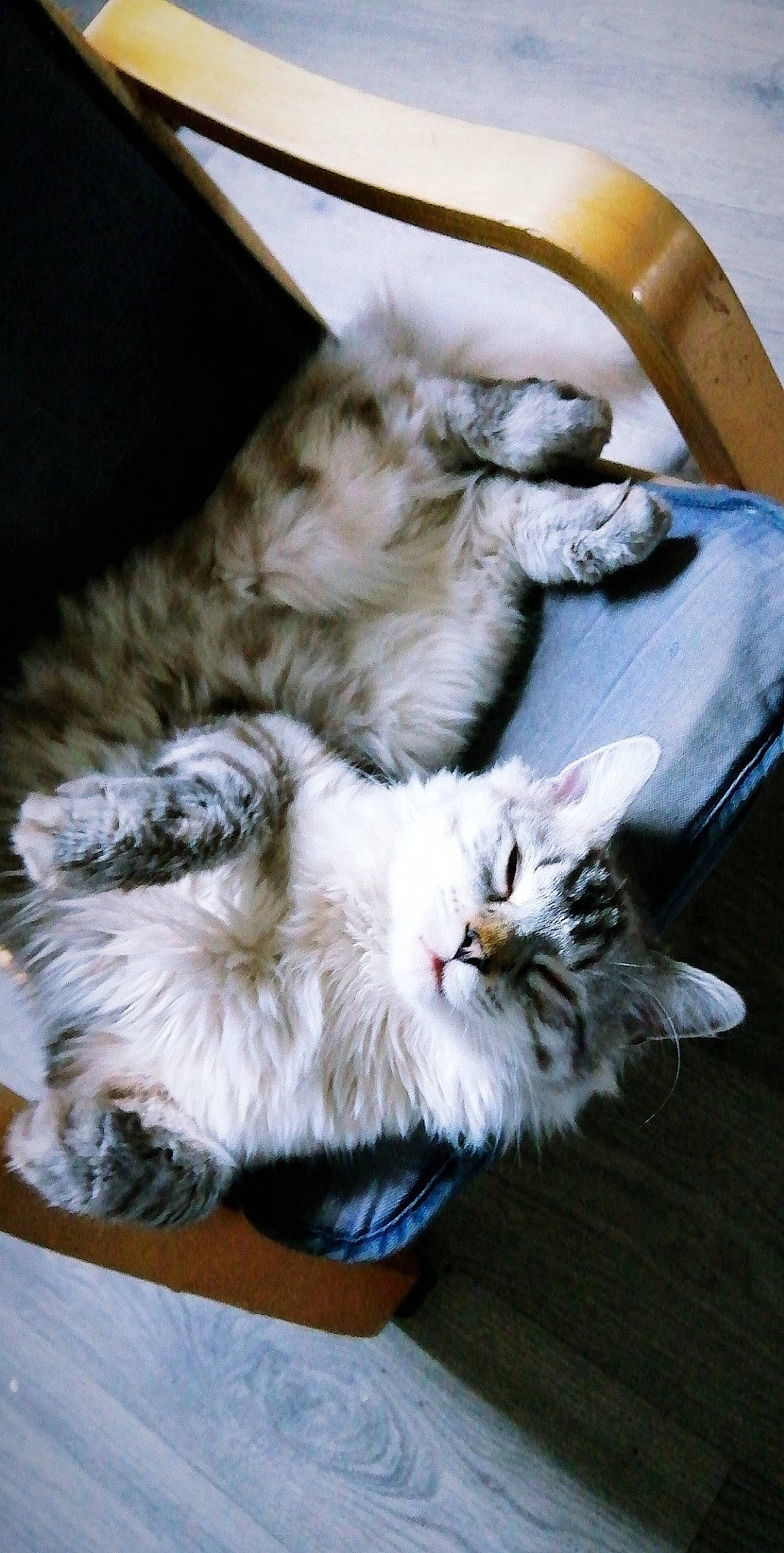 Ayko a rejoint le concours — aidez-le/la à gagner de superbes lots ! american_curl, carnivore, cat, claw, domestic_long_haired_cat, felidae, fur, kitten, maine_coon, mammal, norwegian_forest_cat, ragamuffin, siberian, small_to_medium_sized_cats, tabby_cat, whiskers