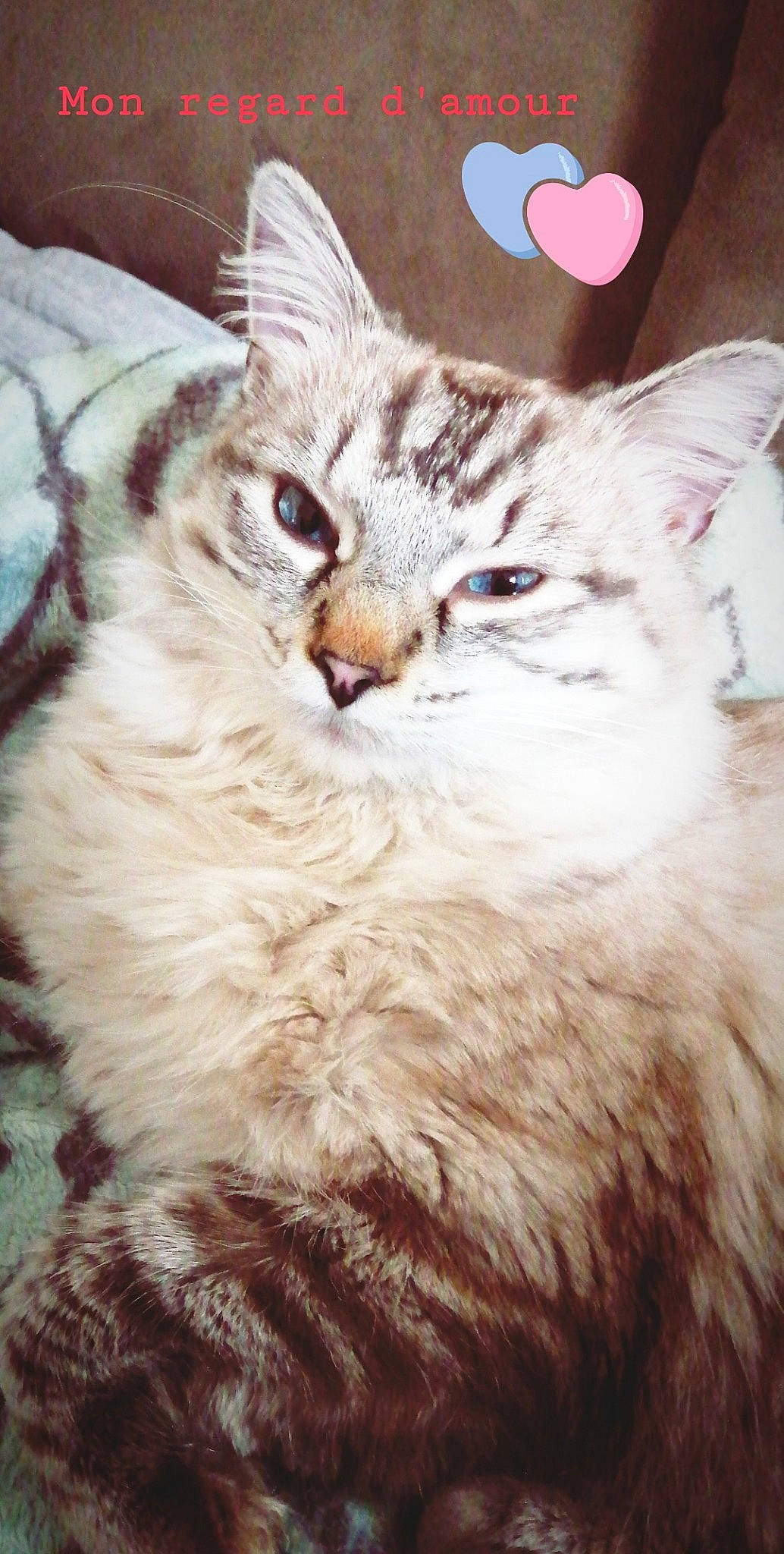 Ayko participe au concours pour gagner de l'argent avec cette photo : asian, asian_semi_longhair, british_semi_longhair, carnivore, cat, domestic_long_haired_cat, european_shorthair, felidae, kitten, maine_coon, mammal, norwegian_forest_cat, siberian, small_to_medium_sized_cats, tabby_cat, vertebrate, whiskers