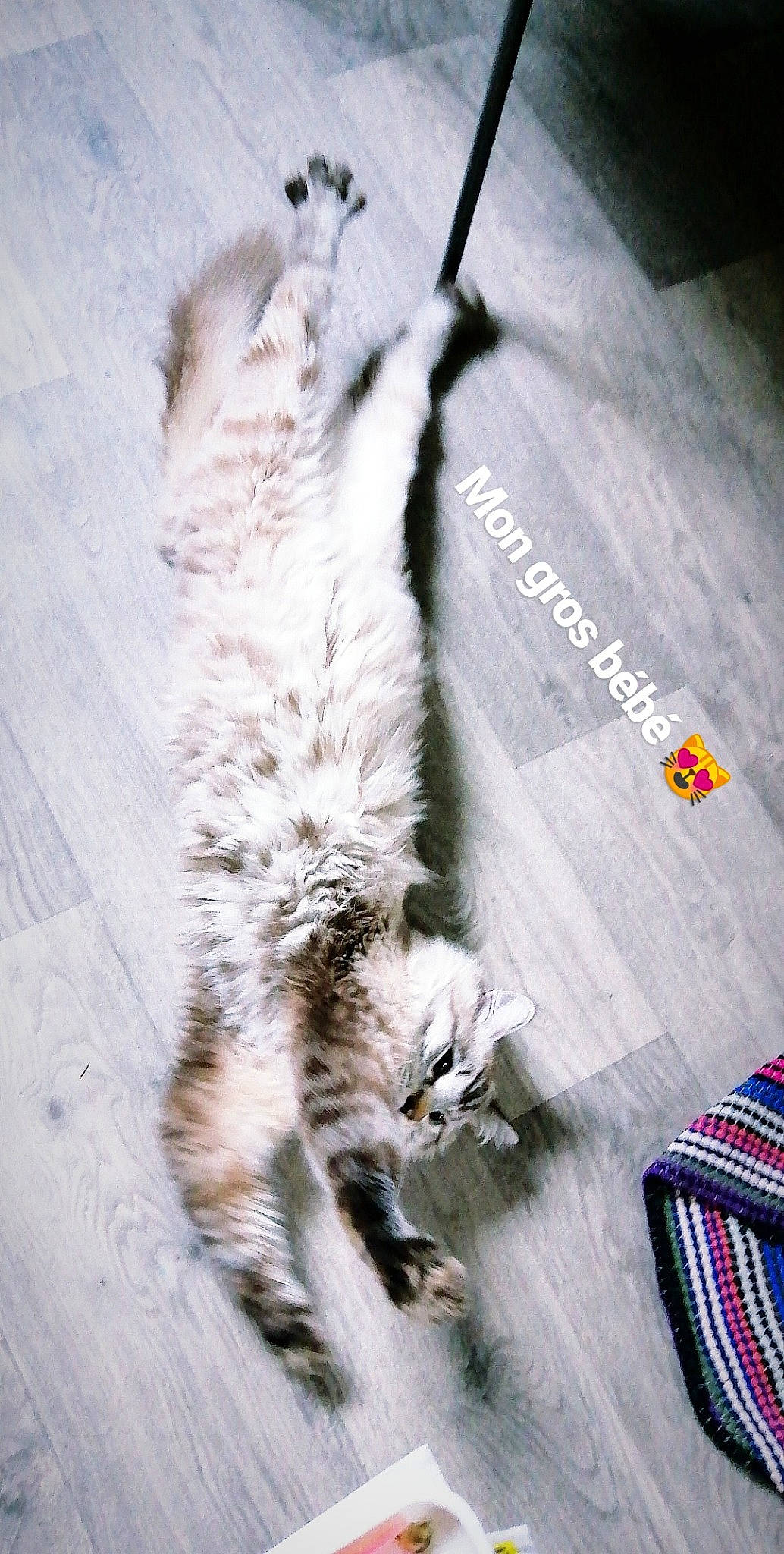 Ayko participe au concours pour gagner de l'argent avec cette photo : american_curl, carnivore, cat, claw, domestic_short_haired_cat, european_shorthair, felidae, fur, kitten, norwegian_forest_cat, siberian, small_to_medium_sized_cats, snout, tabby_cat, tail, turkish_angora, whiskers