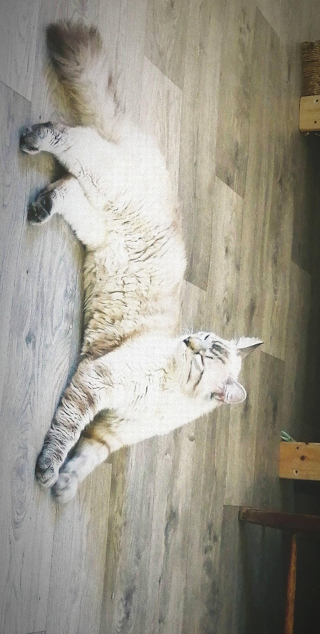 Ayko a rejoint le concours — aidez-le/la à gagner de superbes lots ! carnivore, cat, european_shorthair, felidae, fur, small_to_medium_sized_cats, tail, whiskers, wood