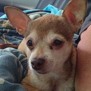 Daisy is registered to the contest to win money with this photo: dog, chihuahua, pet, indoor, blanket, couch, fur, ears, face, animal, companion, cozy, relaxing, small_dog, brown, white, cute, closeup, resting, domestic