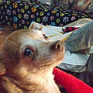 Daisy is registered to the contest to win money with this photo: animal, blanket, brown, couch, cozy, curtains, dog, fur, furniture, hand, indoor, looking_away, paw_prints, pet, pillow, portrait, relaxing, room, small_dog, window