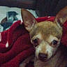 Daisy joined the competition — help win amazing prizes! animal, blanket, chihuahua, couch, cozy, curious, dim_light, dog, ears, face, fur, home, indoors, looking, nose, pet, red, resting, small_dog, wrapped