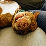 dog, brown_and_white, lying_down, teeth, grinning, collar, pet, canine, close_up, indoor, jeans, person, comfort, cute, playful, relaxed, snout, fur, animal, companion