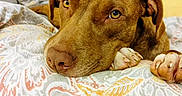 Ellie May is registered to the contest to win money with this photo: dog, brown_dog, pet, bed, pillow, blanket, indoor, portrait, resting, cute, animal, canine, face, paw, cozy, text_overlay, rescue_dog, dog_mom, name_text, sleepy