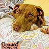 dog, brown_dog, pet, bed, pillow, blanket, indoor, portrait, resting, cute, animal, canine, face, paw, cozy, text_overlay, rescue_dog, dog_mom, name_text, sleepy