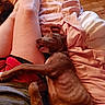 Ellie May joined the competition — help win amazing prizes! dog, sleeping, bed, blanket, person, leg, indoor, cute, relaxed, snuggling, brown_dog, comfort, cozy, pillow, wood_floor, resting, pet, canine, domestic_animal, companion
