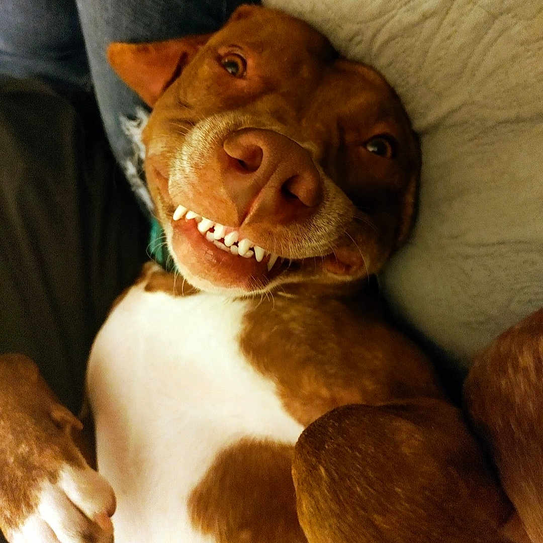 Ellie May is registered to the contest to win money with this photo: dog, brown, white, teeth, smile, lying_down, pet, canine, indoor, cozy, couch, blanket, closeup, happy, playful, fur, paw, nose, expression, relaxed
