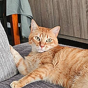 Grougrou participe au concours pour gagner de l'argent avec cette photo : cat, chair, couch, cozy, domestic_cat, ears, eyes, fur, furniture, ginger_cat, gray, home, indoor, lying_down, pet, relaxed, tabby, textured, whiskers, wooden_cabinet