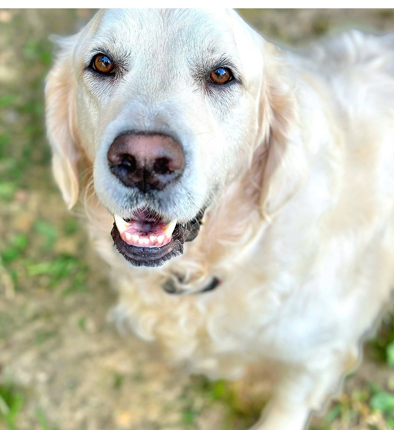 Huk joined the competition — help win amazing prizes! canidae, carnivore, collar, companion_dog, dog, dog_breed, dog_collar, eye, fang, fawn, grass, gun_dog, happy, labrador_retriever, retriever, shout, snout, sporting_group, whiskers, working_animal