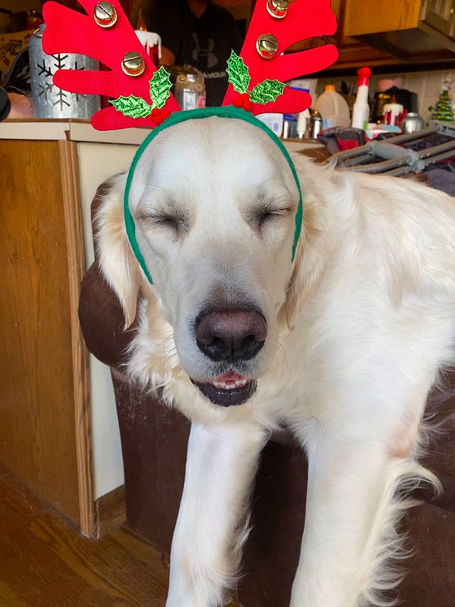 Huk is registered to the contest to win money with this photo: cabinetry, canidae, carnivore, christmas, christmas_stocking, collar, companion_dog, dog, dog_breed, fur, hardwood, holiday, laminate_flooring, sporting_group, stuffed_toy, varnish, vertebrate, wood_flooring, wood_stain, working_animal