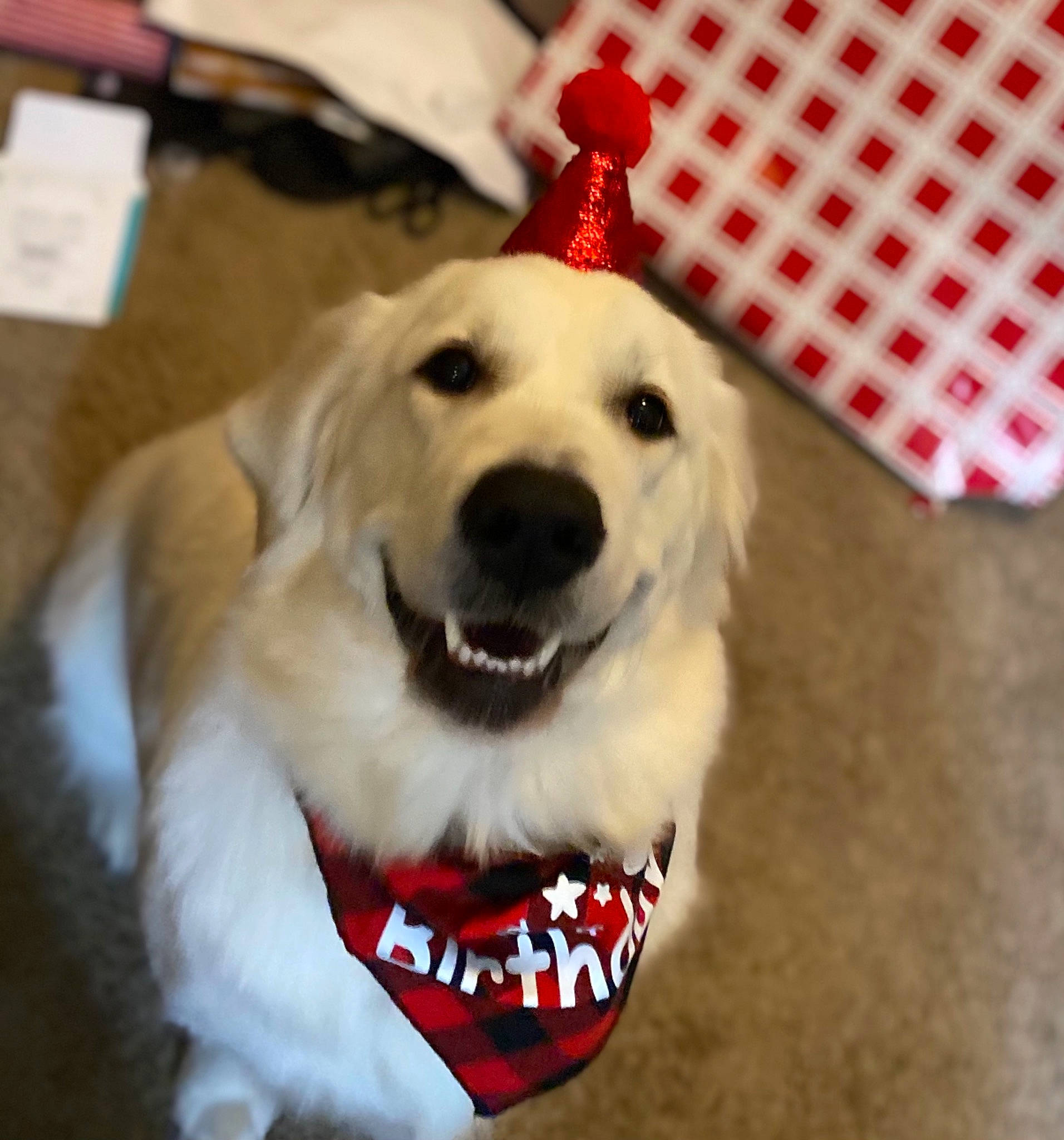 Fynlee joined the competition — help win amazing prizes! canidae, carnivore, collar, companion_dog, dog, dog_breed, dog_supply, fur, jaw, pattern, pet_supply, plaid, polka_dot, snout, sporting_group, stuffed_toy, tongue, tooth, vertebrate, working_animal