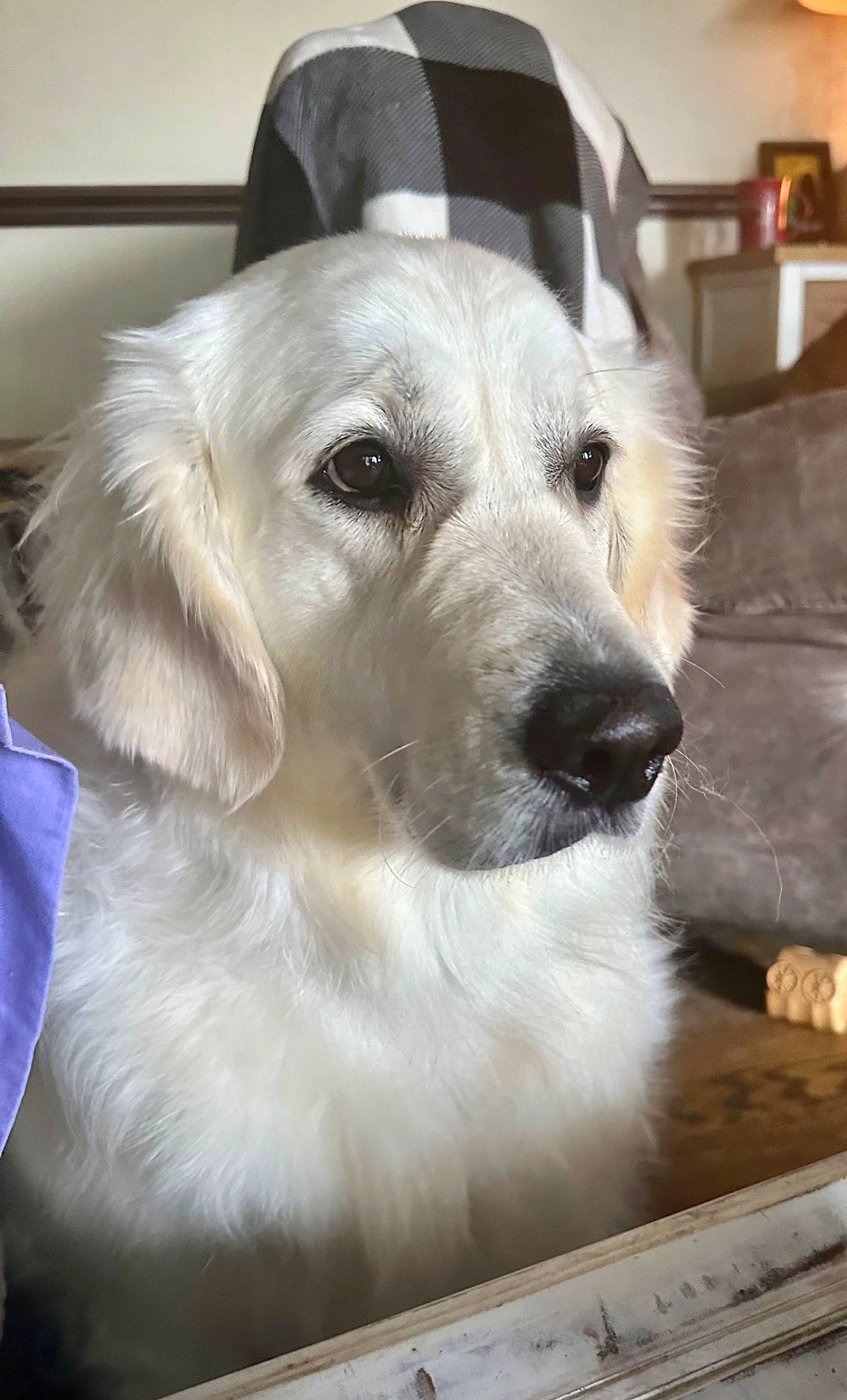 Fynlee is registered to the contest to win money with this photo: canidae, carnivore, companion_dog, dog, dog_breed, eye, fawn, flooring, fur, gun_dog, polish_tatra_sheepdog, snout, sporting_group, whiskers, working_animal