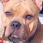 Ciro participe au concours pour gagner de l'argent avec cette photo : alert, animal, brown_fur, canine, chain_collar, close_up, companion, dog, doorway, ears_up, outdoor, pet, pet_tag, portrait, shadow, sitting, sunlight, terrazzo_floor, white_chest, wrinkles