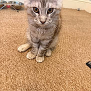 Burt is registered to the contest to win money with this photo: kitten, cat, pet, indoor, carpet, curious, animal, feline, young, whiskers, ears, paws, brown, gray, striped, home, floor, cute, domestic, closeup