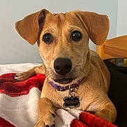 Penny is registered to the contest to win money with this photo: dog, pet, collar, tag, blanket, bed, indoor, close_up, brown, cute, animal, paw, fur, ears, lying_down, resting, looking_at_camera, domestic_animal, canine, friendly