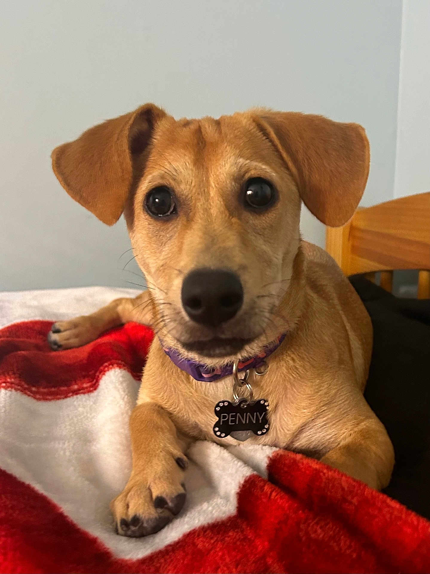 Penny is registered to the contest to win money with this photo: dog, pet, collar, tag, blanket, bed, indoor, close_up, brown, cute, animal, paw, fur, ears, lying_down, resting, looking_at_camera, domestic_animal, canine, friendly