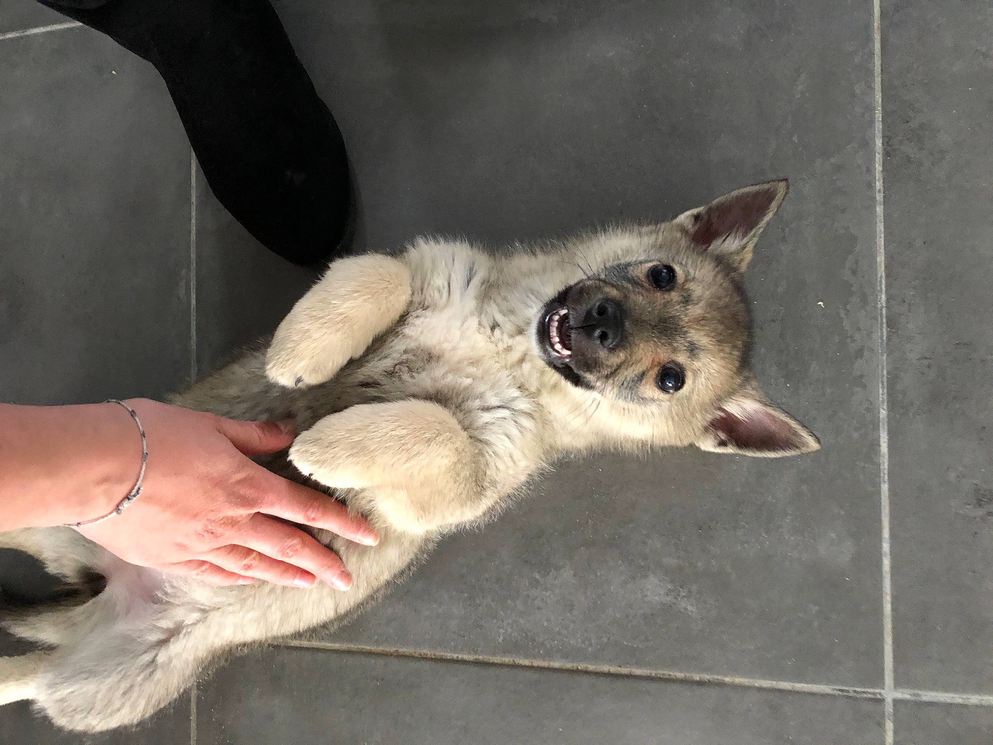 Pakita a rejoint le concours — aidez-le/la à gagner de superbes lots ! canidae, carnivore, dog, dog_breed, fawn, mammal, norwegian_elkhound, wolfdog