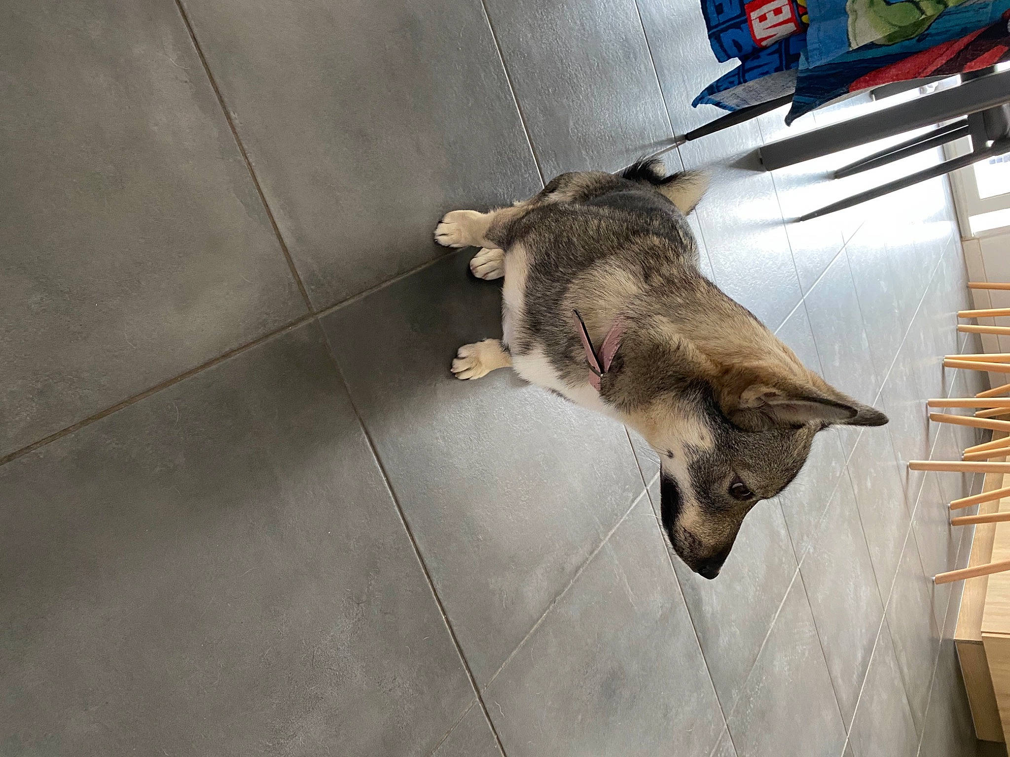 Pakita participe au concours pour gagner de l'argent avec cette photo : canidae, carnivore, cat, czechoslovakian_wolfdog, dog, dog_breed, felidae, floor, flooring, mammal, norwegian_elkhound, saarloos_wolfdog, small_to_medium_sized_cats, swedish_vallhund, tail, wolfdog