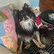 Teddy is registered to the contest to win money with this photo: dog, couch, pillow, blanket, indoor, pet, fur, wooden_floor, table, patchwork, black_dog, tan_dog, long_hair, curious, sitting, cozy, home, animal, companion, cute