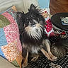 dog, couch, pillow, blanket, indoor, pet, fur, wooden_floor, table, patchwork, black_dog, tan_dog, long_hair, curious, sitting, cozy, home, animal, companion, cute