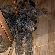 Stanley joined the competition — help win amazing prizes! dog, gray_dog, fluffy, curly_fur, lying_down, wooden_floor, mirror, reflection, indoor, pet, tongue_out, relaxed, furniture, home, companion, animal, cute, cozy, paws, resting
