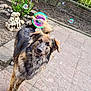 animal, black, brown, cute, daylight, dog, ears, fur, garden, outdoor, patio, pet, plants, playful, soap_bubbles, soil, statue, stone, tail, tile_floor