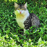 Zeke is registered to the contest to win money with this photo: cat, animal, outdoor, greenery, plants, grass, feline, nature, pet, fur, yellow_eyes, sitting, curious, garden, wildlife, mammal, whiskers, tabby, leaf, sunlight