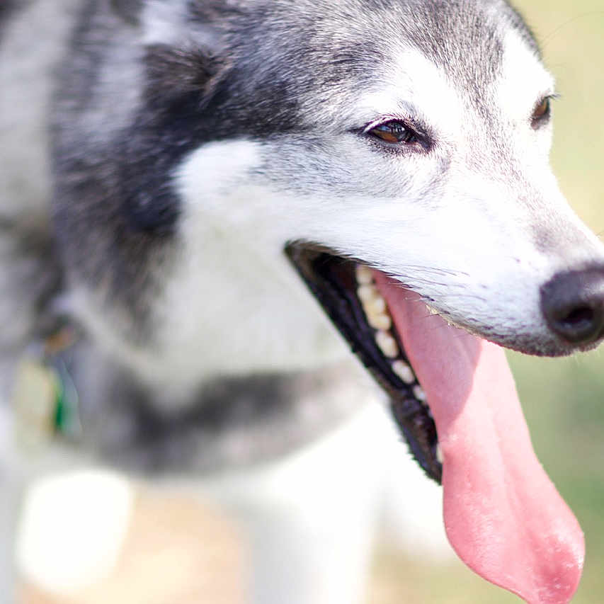 Angel is registered to the contest to win money with this photo: animal, bodypart, canine, dog, eskimodog, hound, husky, mouth, person, pet, puppy, redwolf, snout, tongue, whitedog, wolf