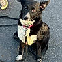 Maïa a rejoint le concours — aidez-le/la à gagner de superbes lots ! dog, black_and_white, sitting, leash, collar, outdoor, asphalt, pet, canine, curious, paw, fur, animal, companion, waiting, cute, alert, friendly, young_dog, pet_accessory