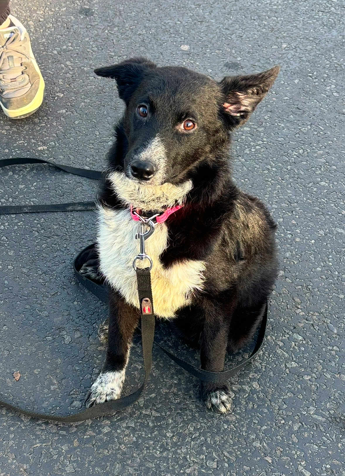 Maïa a rejoint le concours — aidez-le/la à gagner de superbes lots ! dog, black_and_white, sitting, leash, collar, outdoor, asphalt, pet, canine, curious, paw, fur, animal, companion, waiting, cute, alert, friendly, young_dog, pet_accessory