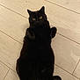 Roméo a rejoint le concours — aidez-le/la à gagner de superbes lots ! cat, black_cat, pet, animal, lying_down, floor, wooden_floor, indoor, fur, whiskers, paws, tail, cute, relaxed, looking_up, mammal, domestic_animal, feline, playful, curious