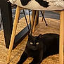 Roméo participe au concours pour gagner de l'argent avec cette photo : black_cat, cat, indoor, furniture, chair, wooden_legs, woven_rug, pet, animal, relaxed, cozy, flooring, modern, patterned_cushion, yellow_eyes, domestic_cat, home, resting, cute, feline