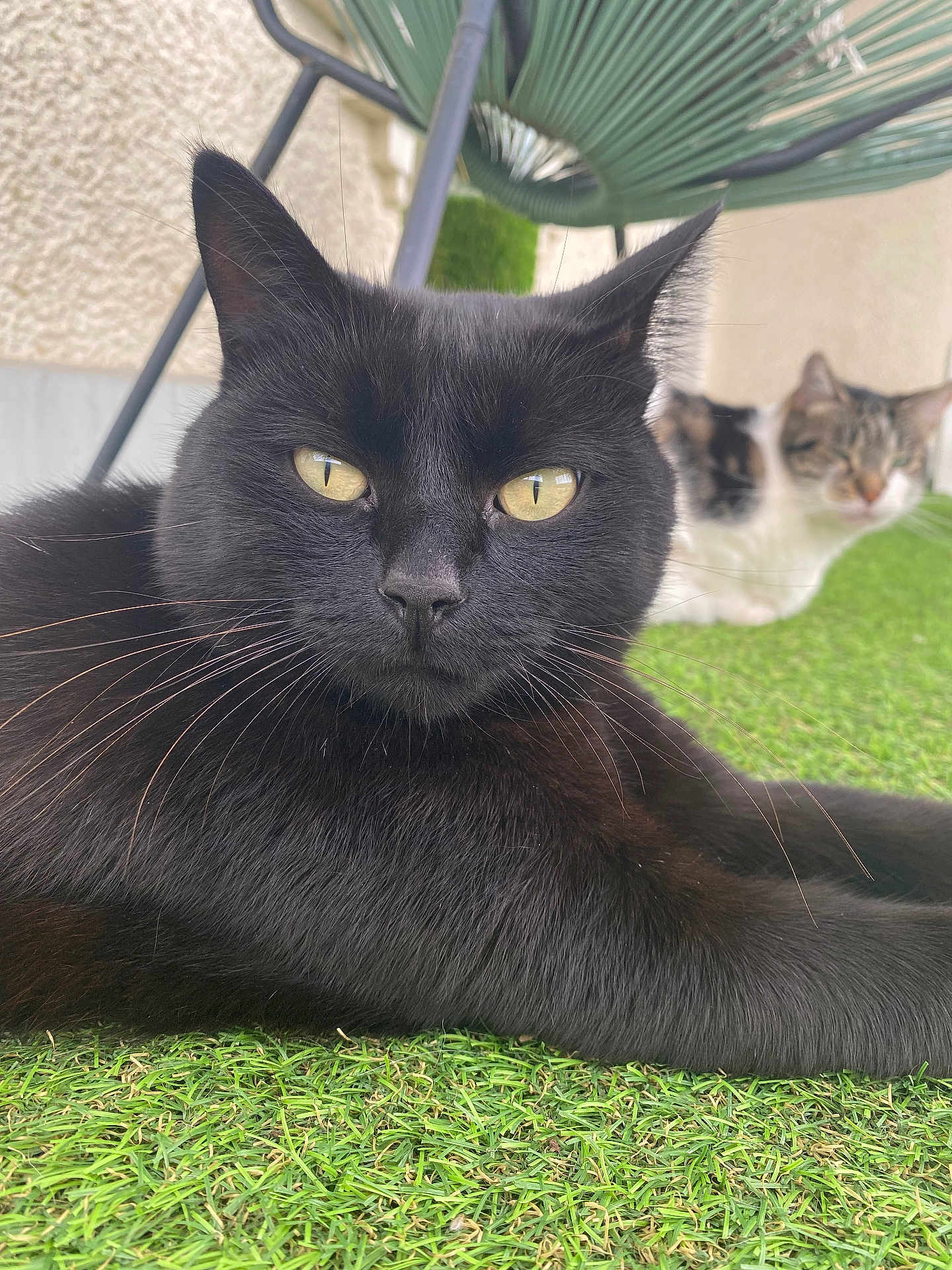 Roméo participe au concours pour gagner de l'argent avec cette photo : black_cat, calico_cat, grass, outdoor, pets, feline, animal, whiskers, yellow_eyes, relaxed, chair, patio, close_up, fur, two_cats, nature, daylight, domestic_cat, resting, greenery