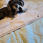 Sugar May is registered to the contest to win money with this photo: dog, pet, bed, quilt, blanket, fur, ears, collar, indoor, fan, resting, looking, brown, white, comfort, home, animal, cute, cozy, relaxed