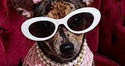 Kona is registered to the contest to win money with this photo: dog, small_dog, fashion, pink_bow, pearl_necklace, sunglasses, pink_outfit, purse, red_chair, velvet_chair, pet_accessories, cute, portrait, indoor, pet, chihuahua, costume, luxury, adorable, animal