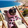 dog, sunglasses, scarf, hoodie, book, beach_chair, ocean, coast, sunny, relaxing, leisure, summer, vacation, canine, outdoor, pet, fashion, reading, holiday, scenic