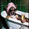dog, bathtub, towel, sunglasses, champagne, glass, bathroom, green_tiles, clawfoot_tub, relaxed, pet, portrait, funny, indoor, animal, bubble_bath, pink_towel, shiny_glass, luxury, cool