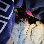 Yoru participe au concours pour gagner de l'argent avec cette photo : cat, blanket, fabric, cozy, curious, pet, fur, indoor, cute, animal, resting, soft, warm, comfort, closeup, eyes, whiskers, hidden, snuggle, nest