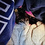 cat, blanket, fabric, cozy, curious, pet, fur, indoor, cute, animal, resting, soft, warm, comfort, closeup, eyes, whiskers, hidden, snuggle, nest