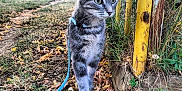 Yoru a rejoint le concours — aidez-le/la à gagner de superbes lots ! cat, tabby, leash, outdoor, grass, dirt_path, yellow_fence, green_eyes, curious, animal, pet, nature, walking, autumn, leaves, grass_blades, wood, rusty, close_up, daylight
