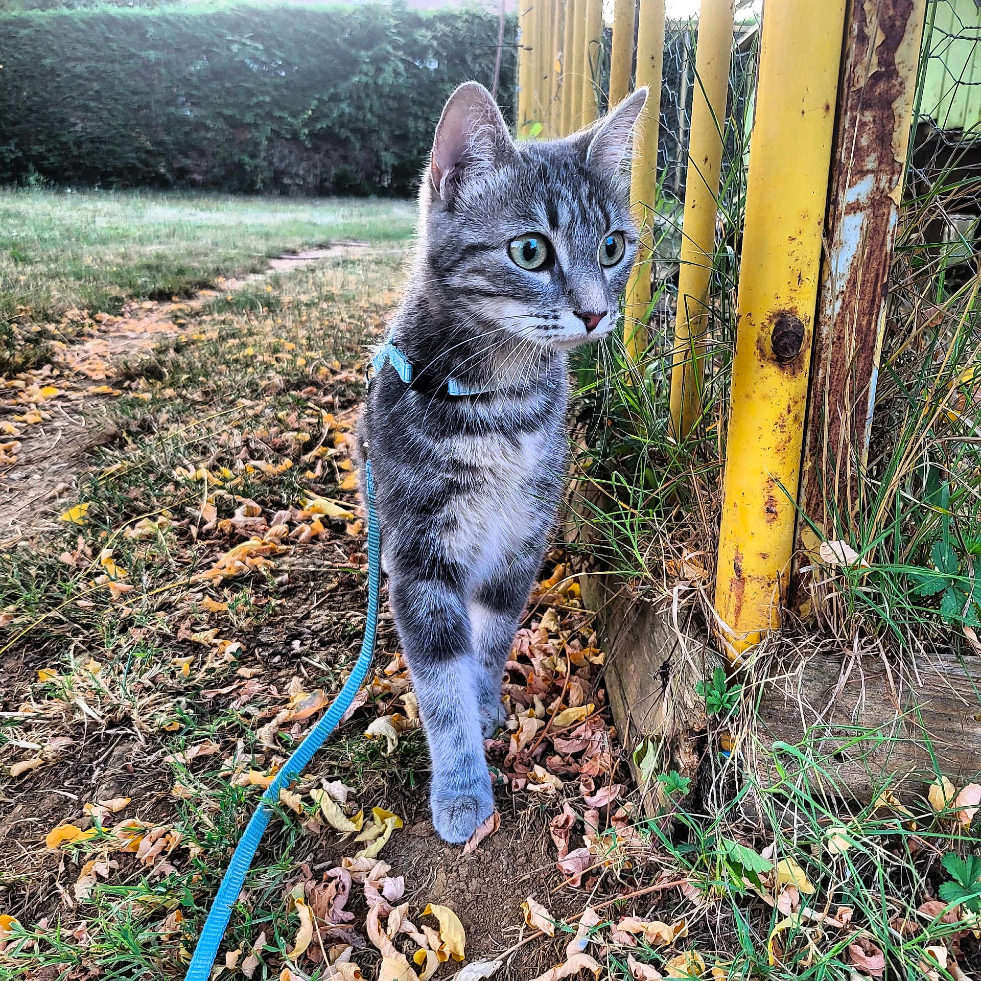 Yoru a rejoint le concours — aidez-le/la à gagner de superbes lots ! cat, tabby, leash, outdoor, grass, dirt_path, yellow_fence, green_eyes, curious, animal, pet, nature, walking, autumn, leaves, grass_blades, wood, rusty, close_up, daylight